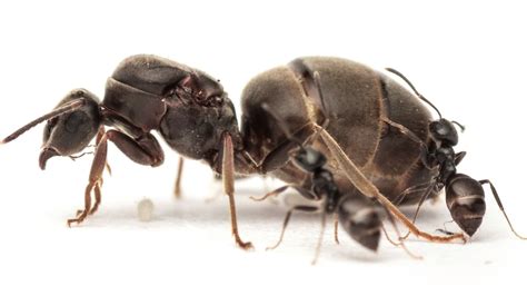 Ant Queens Boost Their Immune System with Sex