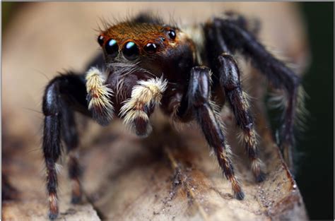 Curious Kids: why do spiders need so many eyes but we only need two?