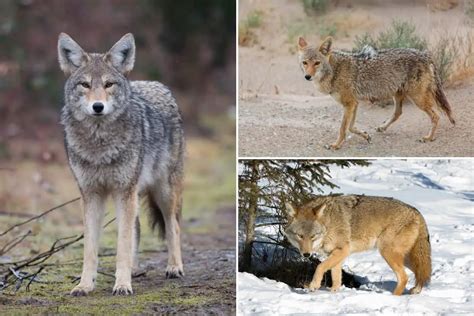 Jackal Vs Coyote: Key Differences & Comparison