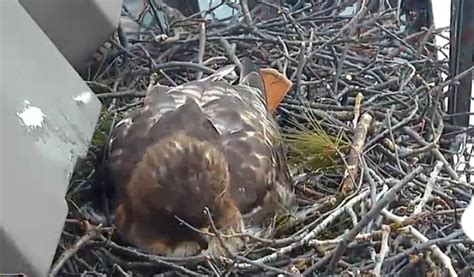 The Raptor Center: Cornell Red-tailed Hawk Nest Cam