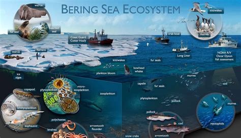 Understanding Bering Sea Marine Ecosystems – Adapt Alaska