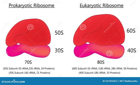 70S and 80S Ribosomes stock vector. Illustration of exon - 321055453