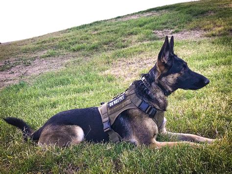 Military MOLLE Dog K9 Harness Police Tactical German Shepherd Vest ...