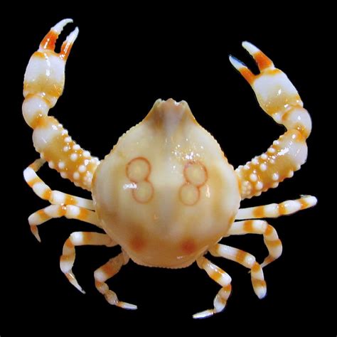 Species New to Science: [Crustacea • 2017] Coleusia janani • A New Species of Leucosiid Crab ...