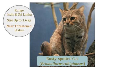 Rusty-spotted Cat (Prionailurus rubiginosus) Classification