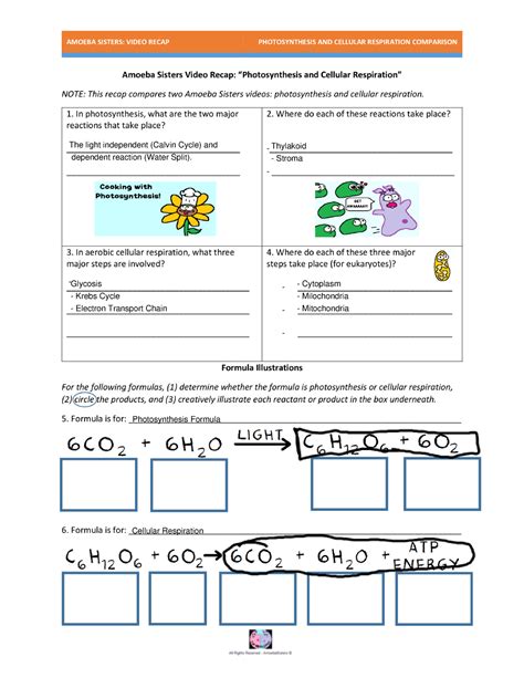 Amoeba Sisters Video Recap - Monet Rose - video recap comparing photosynthesis and cellular ...