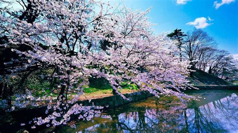 Japan Cherry Blossom Tree Wallpapers - Top Free Japan Cherry Blossom Tree Backgrounds ...