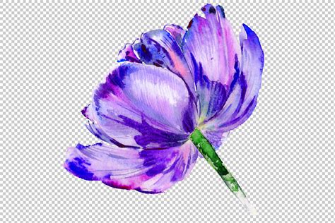 Purple tulip watercolor flowers PNG