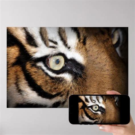 Eye of the tiger poster | Zazzle