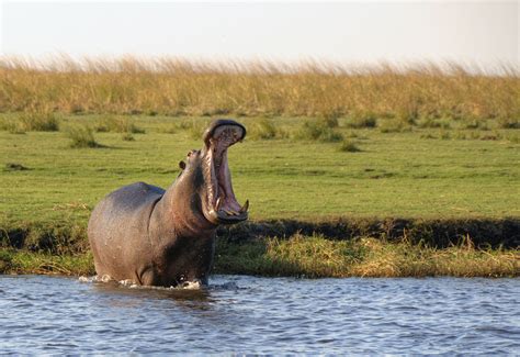 Hippo Facts - Animal Facts Encyclopedia