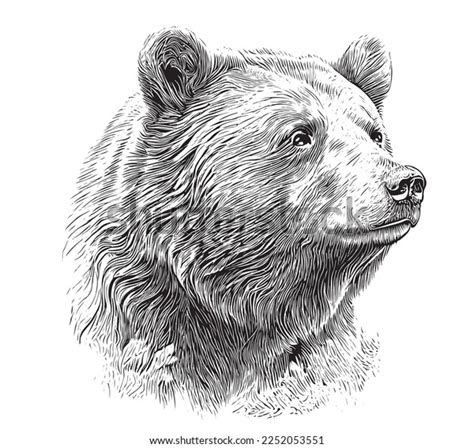 Beautiful Realistic Bear Portrait Hand Drawn Stock Vector (Royalty Free ...