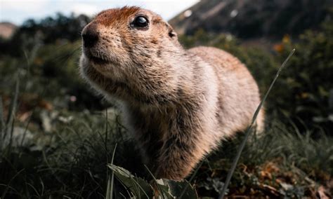 Groundhog Day 2023 brings winter weather, death, and more