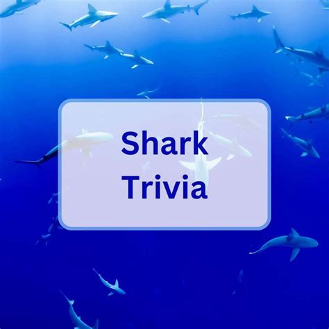 80 Shark Trivia Questions And Answers - Antimaximalist