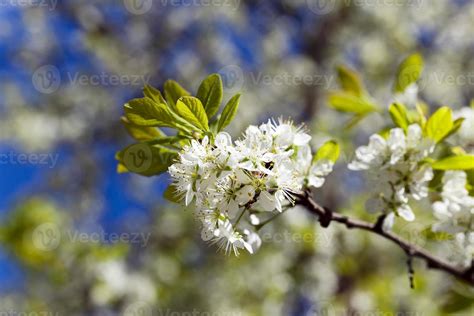 cherry blossom , spring. 9662990 Stock Photo at Vecteezy