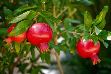 Fruit Trees That Are Easy to Grow in Hot Climates - Living Life Youth ...