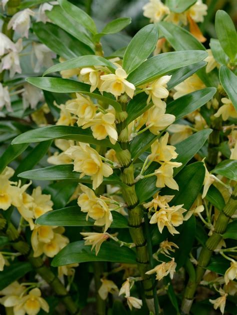 How To Care For A Dendrobium Nobile Orchid (With Pictures) - Smart Garden Guide