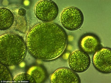 Tiny algae triggered mass extinction 445m years ago