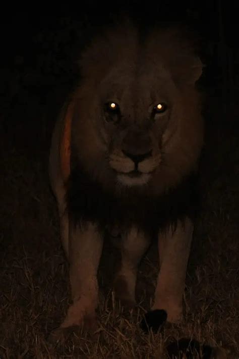 How Do Lions See at Night? • Support Wild