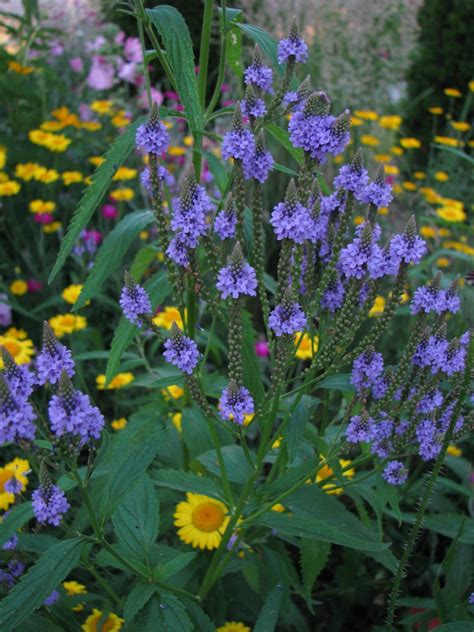 Blue Vervain Seeds Verbena Hastate Native Wildflower - Etsy