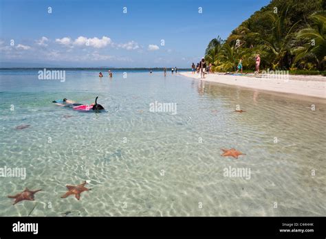 Starfish Beach, Isla Colon, Bocas Del Toro, Panama Stock Photo - Alamy