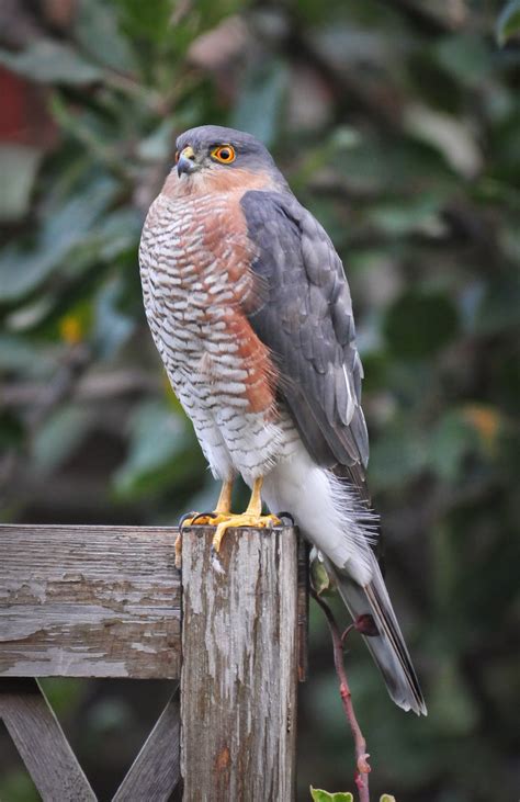 Species of UK: Week 53: Sparrowhawk ('Accipiter nisus')