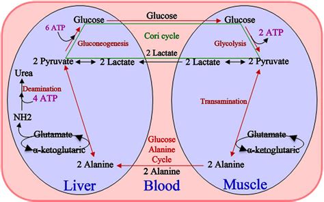 Ciclo De Cori Bioquimica