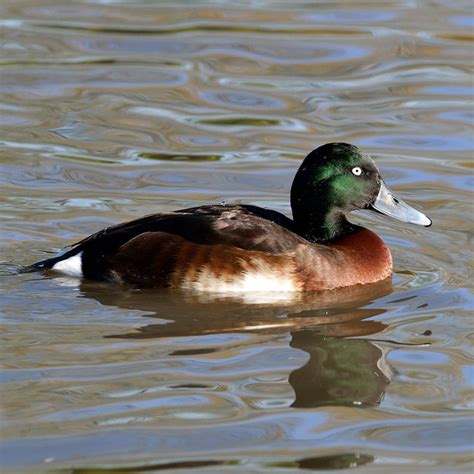 Baer’s Pochard | Tulsa Zoo