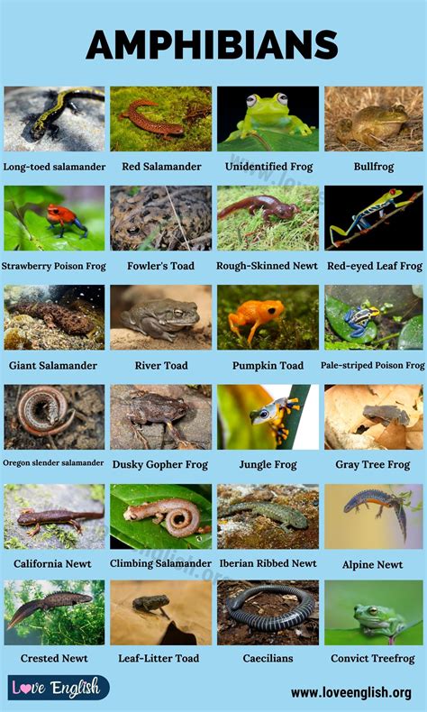 Amphibians Pictures And Names