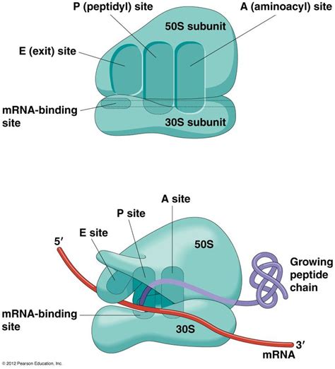 The Structure Of The Ribosome Infographics Vector Image