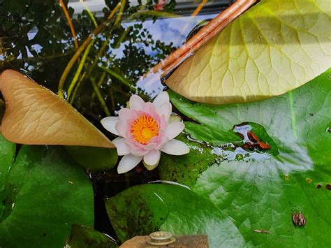 Water Lily Pond - Free photo on Pixabay - Pixabay