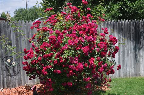 Graham Canyon: Texas roses from Grandma Bev's backyard.