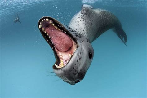 Pagophilic Pinnipeds – Paul Nicklen