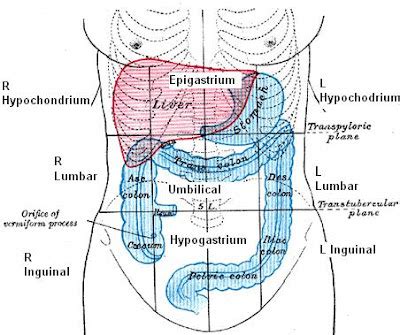 Abdominal surface anatomy - Medical Education