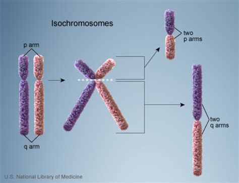 FAQs About Chromosome Disorders | Genetic and Rare Diseases Information ...