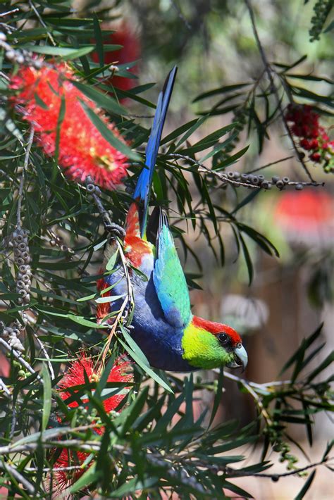 Red-capped Parrot – Craig Boase