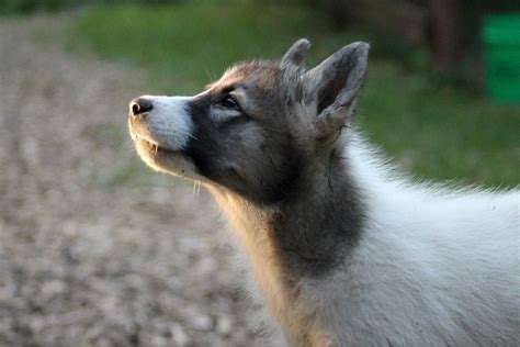 Wolf puppies are adorable! : aww