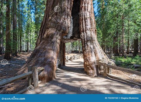 Tunnel through a Giant Sequoia Tree, Sequoia National Forest Stock ...