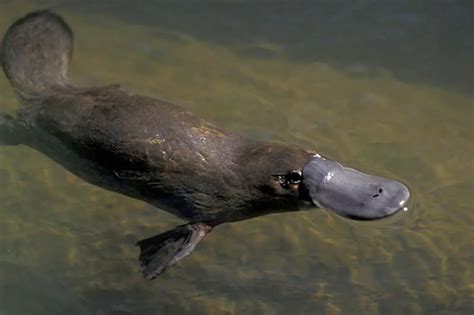 Platypus Facts for Kids - Duck Billed Platypus Facts • Kids Animals Facts