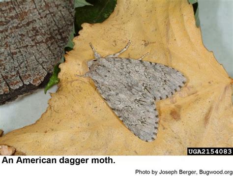 American Dagger Moth | NC State Extension Publications