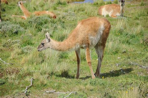 Guanacoes stock photo. Image of guanacoes, alpaca, land - 47016430