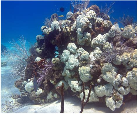 Coral Bleaching Crisis: Massive Bleaching Demands Major Response ...