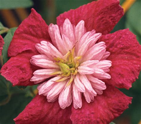 Clematis viticella group ... www.clematis.be...