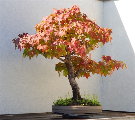 Liquidambar Bonsai Tree Care Guide (Liquidambar Styraciflua) - Bonsai Tree Gardener