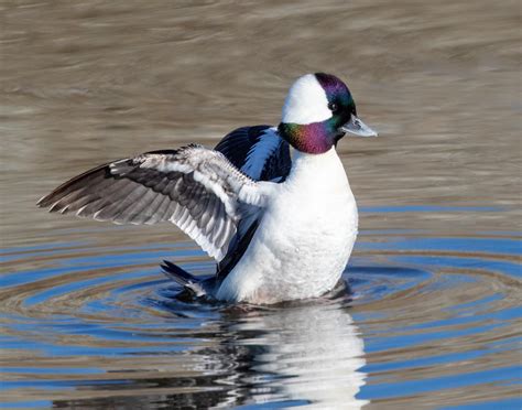 Bufflehead | San Diego Bird Spot