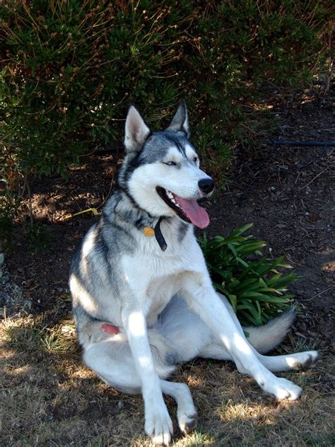 Wolf/husky mix..Kneeko just chillin..red rocket haha - a photo on Flickriver