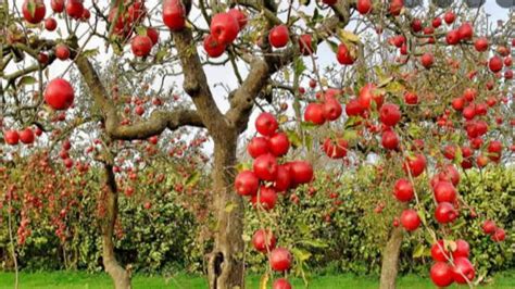 Apple Garden Kashmir | Fasci Garden