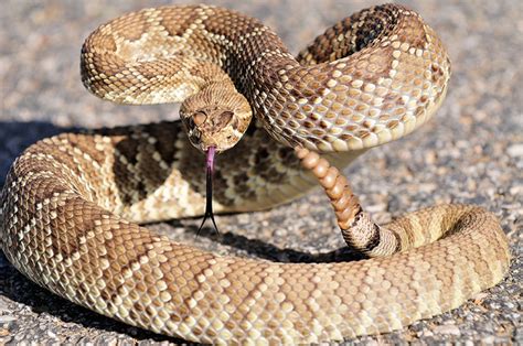 Reptile Facts - thepredatorblog: Mojave rattlesnake (by Mr...