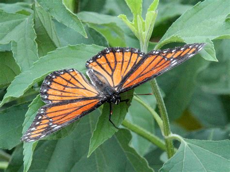 Viceroy – Mimicry – DFW Urban Wildlife