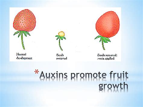 PPT - PLANT HORMONES PowerPoint Presentation, free download - ID:1561212