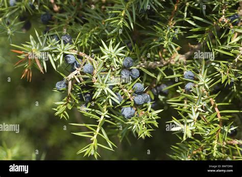 tree trees juniper junipers juniperus evergreen evergreens plant plants ...